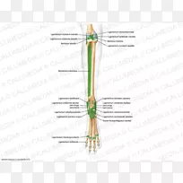 Ö±Ï߲ݽÇͼh&mÏß-¿ÕÈôÍø Ö±Ï߲ݽÇͼh&mÏß-¿ÕÈôÍø