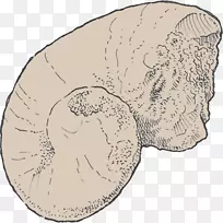 颌骨动物脑-空若网 颌骨动物脑-空若网