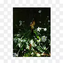 昆虫静物摄影传粉者-昆虫-空若网 昆虫静物摄影传粉者-昆虫-空若网