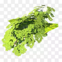 ��ľҶ�߲˲ݱ�ֲ��-������