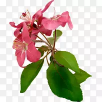 黑色素体植物茎分枝科-空若网 黑色素体植物茎分枝科-空若网