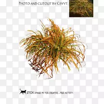 禾本科商品科-叶-空若网 禾本科商品科-叶-空若网