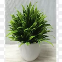 室内花盆草平-空若网 室内花盆草平-空若网