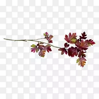 Ҷ��-Ҷ-������