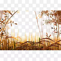 ��ͨ�ﾰ�ɻƲ�-������