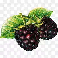 黑莓水果剪贴画-黑莓水果-空若网 黑莓水果剪贴画-黑莓水果-空若网