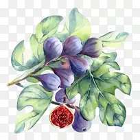 水彩画普通无花果-空若网 水彩画普通无花果-空若网