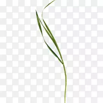 草-空若网 草-空若网