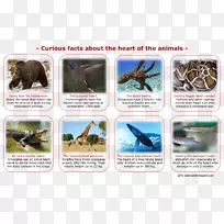 昆虫动物群生态传粉者-昆虫-空若网 昆虫动物群生态传粉者-昆虫-空若网