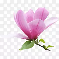 丁香近景植物茎草本植物-丁香-空若网 丁香近景植物茎草本植物-丁香-空若网