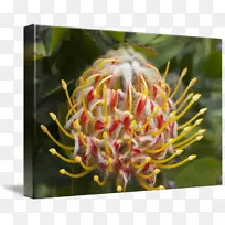 糖丛蜘蛛花特写-空若网 糖丛蜘蛛花特写-空若网