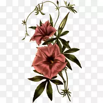 牵牛花植物插图-空若网 牵牛花植物插图-空若网