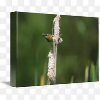 蜻蜓昆虫传粉植物茎蜻蜓-空若网 蜻蜓昆虫传粉植物茎蜻蜓-空若网
