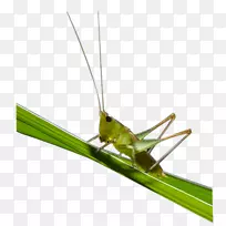 蝗虫-空若网 蝗虫-空若网