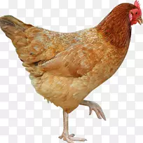 普利茅斯石鸡-空若网 普利茅斯石鸡-空若网