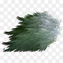 ���̲���Ҷ��-Ҷ-������