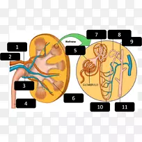 肾单位排泄系统排尿-空若网 肾单位排泄系统排尿-空若网