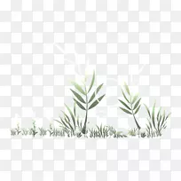 ����ֲ�ﾥҶ��Ʒ��֦-��̬�Ѻ���-������