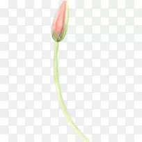 花瓣叶植物茎近距离开花植物郁金香花骨-空若网 花瓣叶植物茎近距离开花植物郁金香花骨-空若网