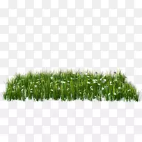 ��װ��PostScript���������v���-sky��GRASH-������