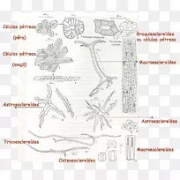 ֽ���������-������