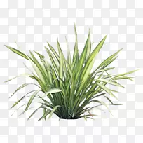 草本植物信息-空若网 草本植物信息-空若网