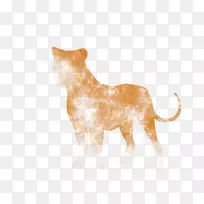 狮子猫狗犬科陆生动物-狮子-空若网 狮子猫狗犬科陆生动物-狮子-空若网