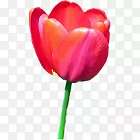 郁金香花图标-郁金香-空若网 郁金香花图标-郁金香-空若网