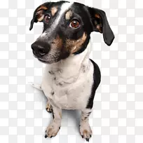 seznam.cz微型狐狸猎犬电子邮件老鼠猎犬密码-电子邮件-空若网 seznam.cz微型狐狸猎犬电子邮件老鼠猎犬密码-电子邮件-空若网