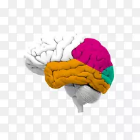 人脑功能科学家采访-脑-空若网 人脑功能科学家采访-脑-空若网