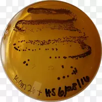 �¿���˹��ѧ��˹͡��У������ݷ�����ѧ���ʻ��򹤳̻�����-������