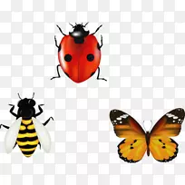 蝴蝶标本摄影,插图-昆虫和蝴蝶-空若网 蝴蝶标本摄影,插图-昆虫和蝴蝶-空若网