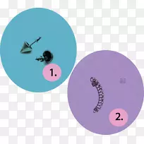 ���ɽ������ߴ�˹������ɫ-������