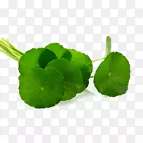 ��ѩ��Ҷ��ʳƷ-������