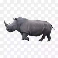 犀牛,野生动物,,陆地动物.动物的声音-空若网 犀牛,野生动物,,陆地动物.动物的声音-空若网