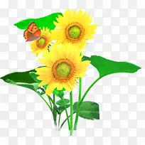 普通向日葵切花向日葵-空若网 普通向日葵切花向日葵-空若网