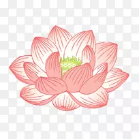 Nelumbo nucifera����������ͼ-����-������