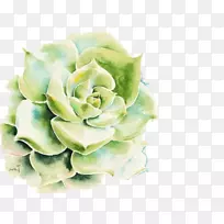 画肉质植物水彩画墙纸植物-空若网 画肉质植物水彩画墙纸植物-空若网