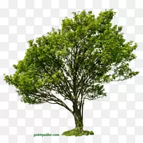 ��֦������-��-������