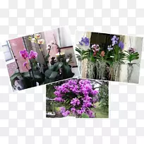 兰花设计切花米哈斯植物-空若网 兰花设计切花米哈斯植物-空若网