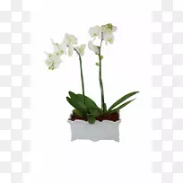 飞蛾兰花植物花卉设计-空若网 飞蛾兰花植物花卉设计-空若网