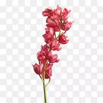 切花兰花花瓣花-空若网 切花兰花花瓣花-空若网