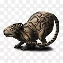 海原云豹鼻子大猫豹-空若网 海原云豹鼻子大猫豹-空若网