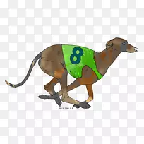 意大利灰狗鼻子-灰狗-空若网 意大利灰狗鼻子-灰狗-空若网