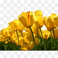 马里兰大学行为和社会科学学院郁金香-郁金香-空若网 马里兰大学行为和社会科学学院郁金香-郁金香-空若网