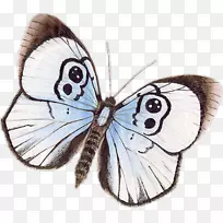 毛茸茸蝶-空若网 毛茸茸蝶-空若网