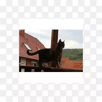 胡须猫特性鼻子相框.猫-空若网 胡须猫特性鼻子相框.猫-空若网