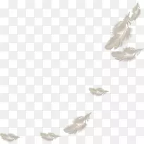 羽毛白色卡通画白色羽毛-空若网 羽毛白色卡通画白色羽毛-空若网