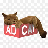 胡须,家猫,短毛猫,小猫,鼻子猫-空若网 胡须,家猫,短毛猫,小猫,鼻子猫-空若网