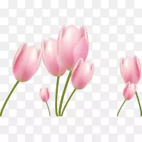 郁金香花-郁金香-空若网 郁金香花-郁金香-空若网